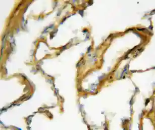 Anti-Surfactant Protein A antibody used in IHC (Paraffin sections) (IHC-P). GTX11706
