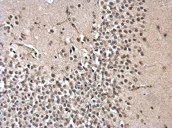 Anti-PRPF31 antibody used in IHC (Paraffin sections) (IHC-P). GTX117081