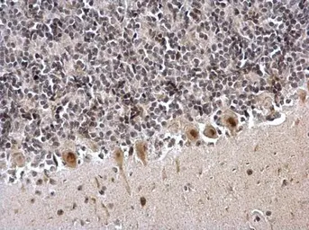 Anti-ZFP82 antibody used in IHC (Paraffin sections) (IHC-P). GTX117099