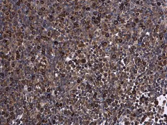Anti-KIF13A antibody [N3C1], Internal used in IHC (Paraffin sections) (IHC-P). GTX117117