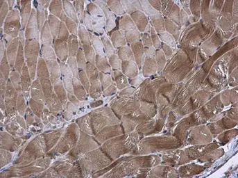 Anti-KIF13A antibody [N3C1], Internal used in IHC (Paraffin sections) (IHC-P). GTX117117