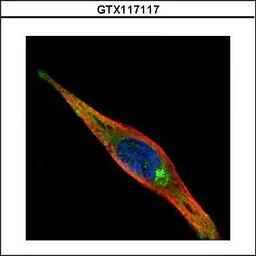 Anti-KIF13A antibody [N3C1], Internal used in Immunocytochemistry/ Immunofluorescence (ICC/IF). GTX117117