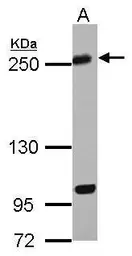Anti-KIF13A antibody [N3C1], Internal used in Western Blot (WB). GTX117117