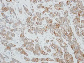 Anti-CYP3A43 antibody used in IHC (Paraffin sections) (IHC-P). GTX117120