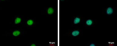 Anti-PTTG2 antibody used in Immunocytochemistry/ Immunofluorescence (ICC/IF). GTX117149