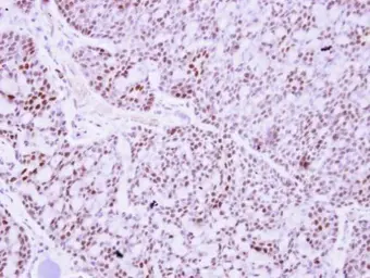 Anti-PTTG2 antibody used in IHC (Paraffin sections) (IHC-P). GTX117149