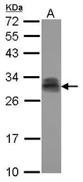 Anti-PTTG2 antibody used in Western Blot (WB). GTX117149