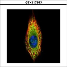 Anti-RIN2 antibody used in Immunocytochemistry/ Immunofluorescence (ICC/IF). GTX117153