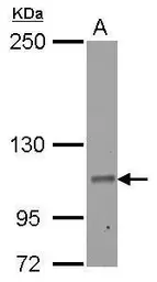 Anti-RIN2 antibody used in Western Blot (WB). GTX117153