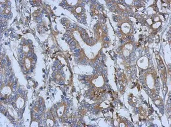 Anti-Semaphorin 5A antibody [N1N2], N-term used in IHC (Paraffin sections) (IHC-P). GTX117160
