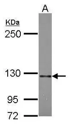 Anti-Semaphorin 5A antibody [N1N2], N-term used in Western Blot (WB). GTX117160