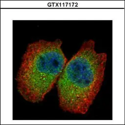 Anti-CLNS1A antibody used in Immunocytochemistry/ Immunofluorescence (ICC/IF). GTX117172