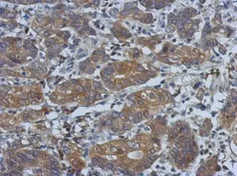 Anti-PCDHGB4 antibody [N1N2], N-term used in IHC (Paraffin sections) (IHC-P). GTX117173