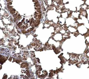 Anti-LARGE antibody used in IHC (Paraffin sections) (IHC-P). GTX117180