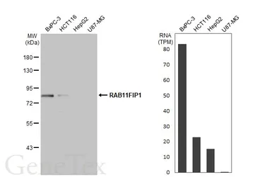 Anti-RAB11FIP1 antibody [N1N2], N-term used in Western Blot (WB). GTX117197