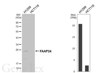Anti-FAAP24 antibody [N1C3] used in Western Blot (WB). GTX117277