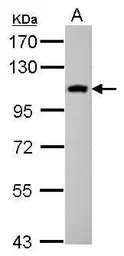Anti-Cytospin B antibody [N3C2], Internal used in Western Blot (WB). GTX117278
