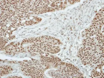 Anti-ZBTB9 antibody used in IHC (Paraffin sections) (IHC-P). GTX117314