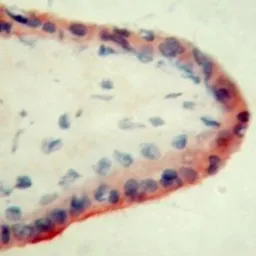 Anti-Apolipoprotein H antibody [1D2] used in IHC (Frozen sections) (IHC-Fr). GTX11733