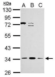 Anti-ZNF124 antibody used in Western Blot (WB). GTX117346