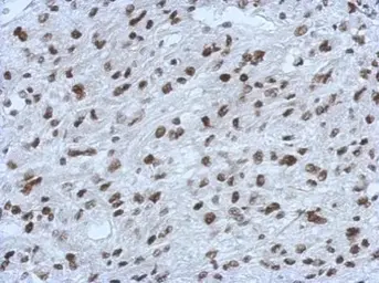 Anti-RALY antibody used in IHC (Paraffin sections) (IHC-P). GTX117389