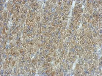 Anti-PMCA3 ATPase antibody [N3C2], Internal used in IHC (Paraffin sections) (IHC-P). GTX117433