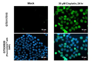 Anti-p53 (mono-methyl Lys372) antibody used in Immunocytochemistry/ Immunofluorescence (ICC/IF). GTX117515