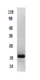 Human Histone H3.2 protein, His tag. GTX117527-pro
