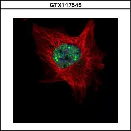 Anti-TOE1 antibody used in Immunocytochemistry/ Immunofluorescence (ICC/IF). GTX117545