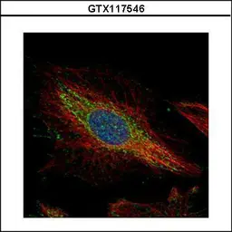 Anti-PTK9 antibody used in Immunocytochemistry/ Immunofluorescence (ICC/IF). GTX117546