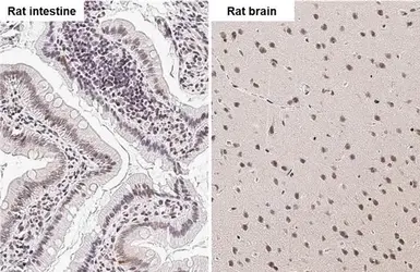 Anti-NR1H4 antibody used in IHC (Paraffin sections) (IHC-P). GTX117553