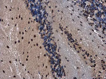 Anti-HP1 gamma antibody used in IHC (Paraffin sections) (IHC-P). GTX117561