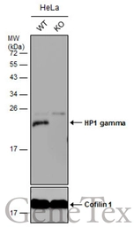 Anti-HP1 gamma antibody used in Western Blot (WB). GTX117561