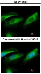 Anti-Pirh2 antibody used in Immunocytochemistry/ Immunofluorescence (ICC/IF). GTX117588