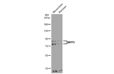 Anti-MPP5 antibody [N1N2], N-term used in Western Blot (WB). GTX117597