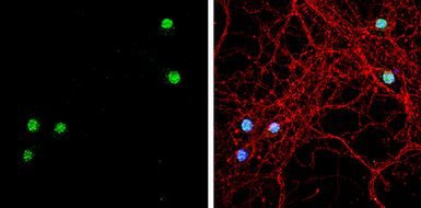 Anti-TBR1 antibody [N2C1], Internal used in Immunocytochemistry/ Immunofluorescence (ICC/IF). GTX117615
