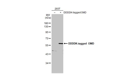Anti-OMD antibody used in Western Blot (WB). GTX117636