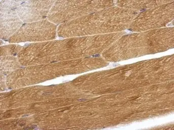 Anti-OMD antibody used in IHC (Paraffin sections) (IHC-P). GTX117636