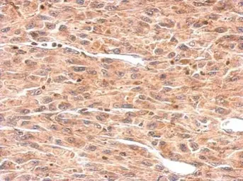 Anti-OMD antibody used in IHC (Paraffin sections) (IHC-P). GTX117636