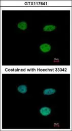 Anti-IFI35 antibody used in Immunocytochemistry/ Immunofluorescence (ICC/IF). GTX117641