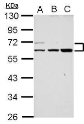 Anti-RAPGEFL1 antibody [C2C3], C-term used in Western Blot (WB). GTX117673