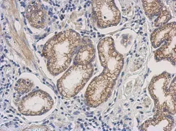Anti-DHFR antibody used in IHC (Paraffin sections) (IHC-P). GTX117705