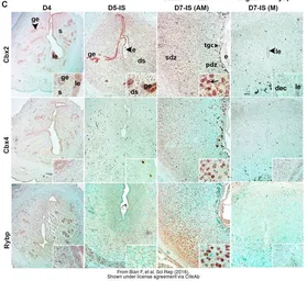 Anti-CBX2 antibody used in IHC (Paraffin sections) (IHC-P). GTX117711