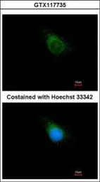 Anti-APPBP2 antibody used in Immunocytochemistry/ Immunofluorescence (ICC/IF). GTX117735