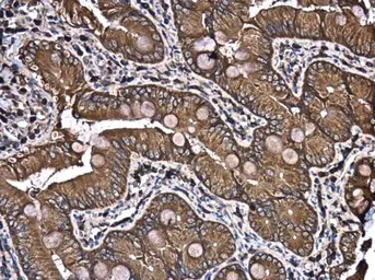 Anti-PATJ antibody [N1N2], N-term used in IHC (Paraffin sections) (IHC-P). GTX117767