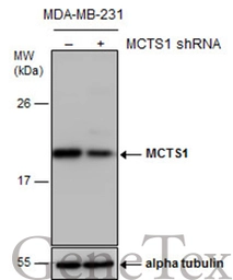 Anti-MCTS1 antibody [N1C3] used in Western Blot (WB). GTX117793