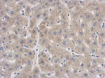 Anti-SENP8 antibody [N1C3] used in IHC (Paraffin sections) (IHC-P). GTX117839