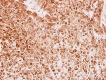 Anti-SERGEF antibody [N3C3] used in IHC (Paraffin sections) (IHC-P). GTX117849