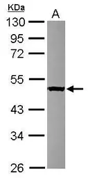 Anti-SERGEF antibody [N3C3] used in Western Blot (WB). GTX117849