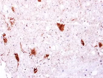Anti-EGFLAM antibody [C2C3], C-term used in IHC (Paraffin sections) (IHC-P). GTX117855